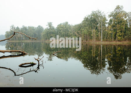 Bella foresta lago paesaggio. Simmetria di riflessione. Il Nepal, Chitwan Foto Stock