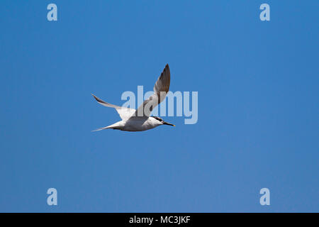 Sandwich tern (Thalasseus sandvicensis) in volo contro il cielo blu Foto Stock