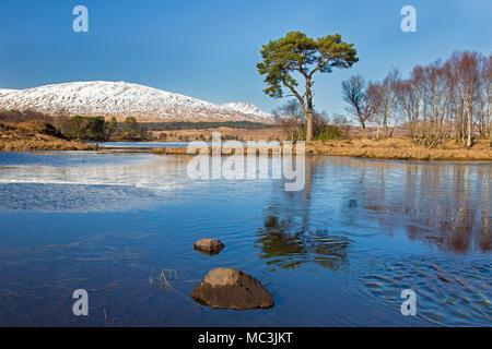 Di pino silvestre (Pinus sylvestris) lungo il Loch Tulla nelle Highlands scozzesi in inverno, Argyll and Bute, Scotland, Regno Unito Foto Stock