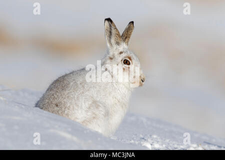 La lepre bianca / lepre alpina / neve lepre (Lepus timidus) in bianco inverno pelage seduta nella neve Foto Stock