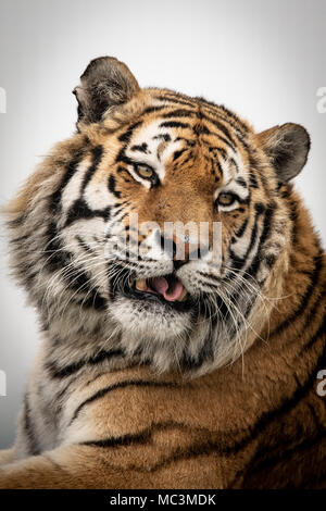 Close up di Tiger con la lingua fuori Foto Stock