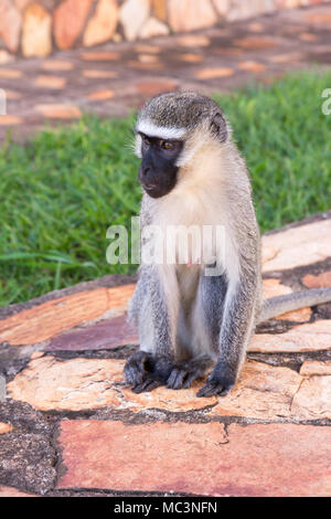 La scimmia vervet in erba in un resort di Jinja, Uganda nel 2017. La scimmia vervet (Chlorocebus pygerythrus), o semplicemente vervet, è una scimmia del Vecchio Mondo Foto Stock