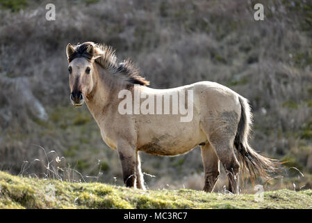 Konik pony su Malling giù, Lewes, East Sussex, utilizzato dal Sussex Wildlife Trust a pascolare sulla South Downs National Park. Foto Stock