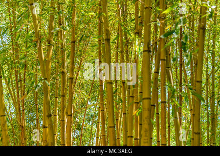 Il bambù verde bosco sfondo stocchi di bambù Foto Stock