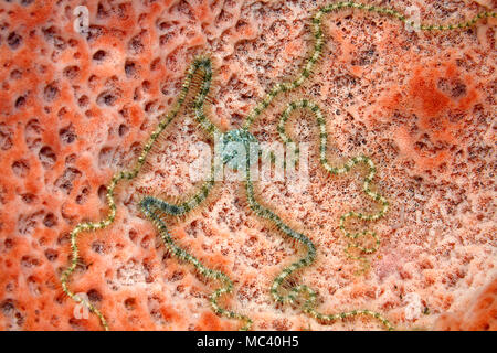 Stella fragile, Ophiothrix sp.Tulamben, Bali, Indonesia. Mare di Bali, Oceano Indiano Foto Stock