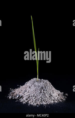 Erba verde cresce da ash isolati su sfondo nero Foto Stock