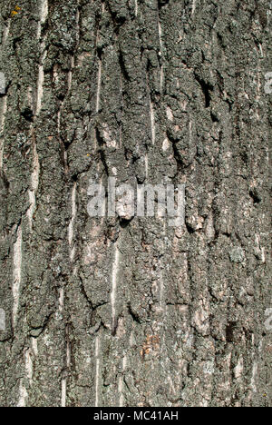 Texture della corteccia di pioppo legno sulla luce diurna nella natura con scanalature Foto Stock