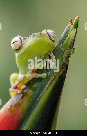 Rosso-palmati Raganella - Hypsiboas rufitelus, bella rana verde dall America Centrale foreste, Costa Rica. Foto Stock