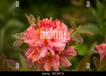 Rhododendronblüte a Garten Foto Stock