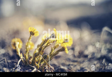 Fiori gialli (coltsfoot Tussilago farfara) nella molla Foto Stock