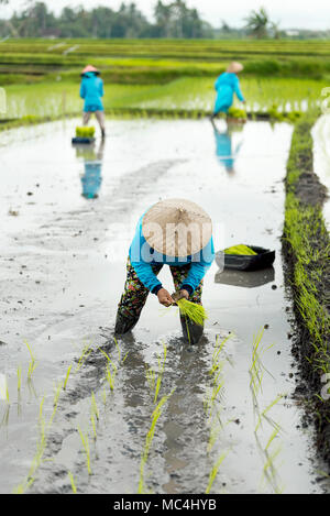 Tre donne terrazza riso agli agricoltori che lavorano nel riso terrazza con impermeabili blu e agricoltore tradizionale cappelli. Foto Stock