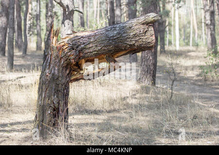 Grande albero rotto nella foresta. Albero rotto in forma di pistola. Nature di avvertimento arresto di inquinamento ambientale. Foto Stock