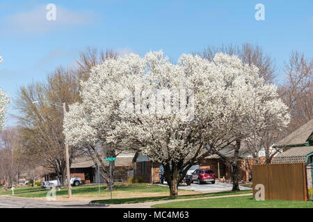 Un albero di palma di Bradford in fiore bianco, o Cercal Pear, Pyrus Calleryana, P. Calleryana, in primavera. Wichita, Kansas, Stati Uniti. Foto Stock