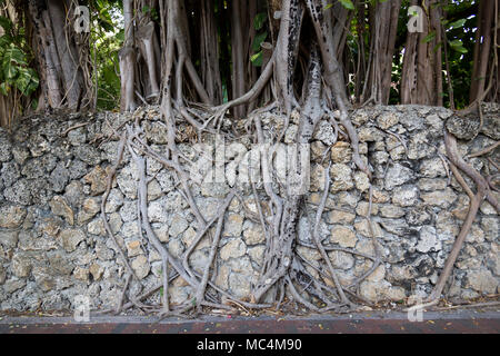 Banyan Tree radici crescente verso il basso sopra un muro di pietra Foto Stock