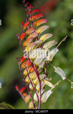 Fire Vine Spanska Flaggan (Ipomoea lobata) Foto Stock