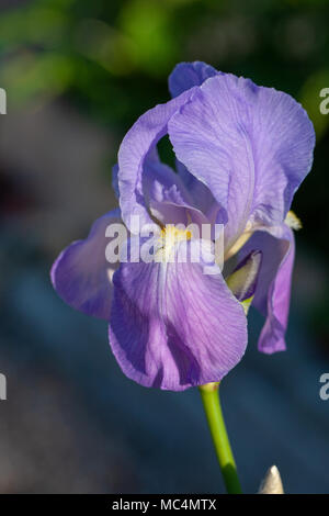 "Empress of India " Tall barbuto Iris, Skäggiris (Iris germanica) Foto Stock