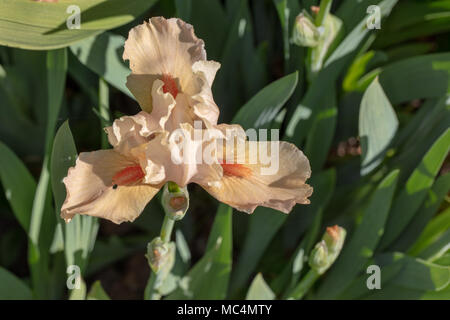 'Edward di Windsor' alti Iris barbuto, Skäggiris (Iris germanica) Foto Stock