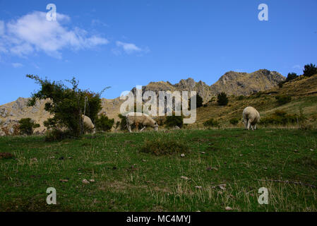 Pecore fattoria vicino a Wanaka, Nuova Zelanda Foto Stock