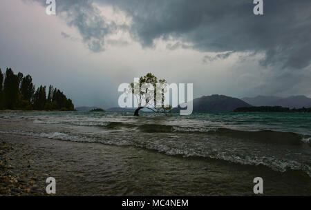 Il famoso Albero di Wanaka, il lago Wanaka, Nuova Zelanda Foto Stock