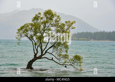 Il famoso Albero di Wanaka, il lago Wanaka, Nuova Zelanda Foto Stock