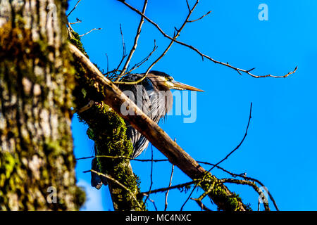 Giovani airone blu seduti sul ramo di albero in Pitt-Addington Marsh a Pitt lago vicino a Maple Ridge in Fraser Valley della British Columbia, Canada Foto Stock