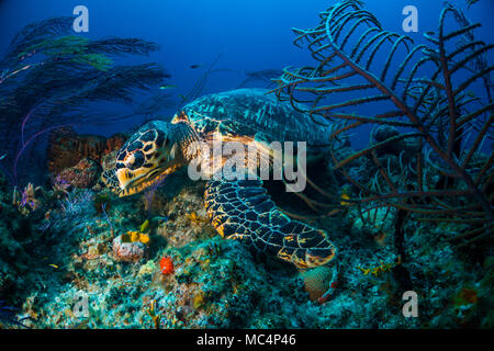 Tartaruga embricata mangiare intorno a Tiger Beach in Bahamas Foto Stock