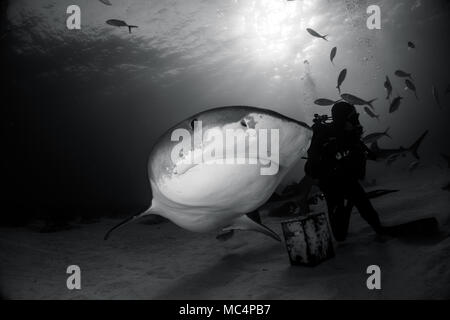 Tiger Shark intorno a Bahamas in Tiger Beach Foto Stock