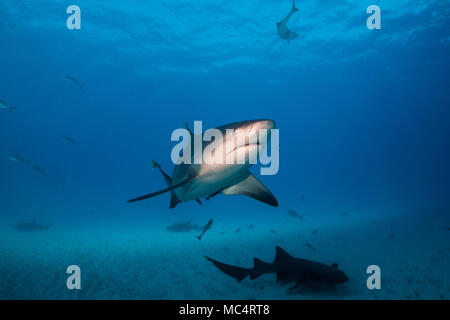 Squalo toro intorno al Bahamas di Bimini Foto Stock