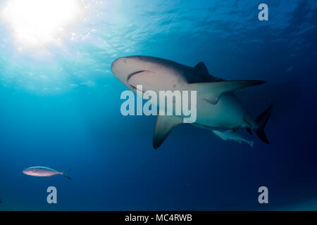 Squalo toro intorno al Bahamas di Bimini Foto Stock