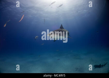 Squalo toro intorno al Bahamas di Bimini Foto Stock