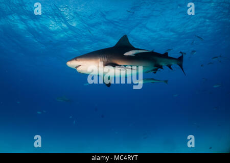 Squalo toro intorno al Bahamas di Bimini Foto Stock