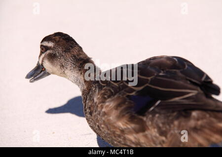 Pacific Black Duck (Anas superciliosa) Foto Stock