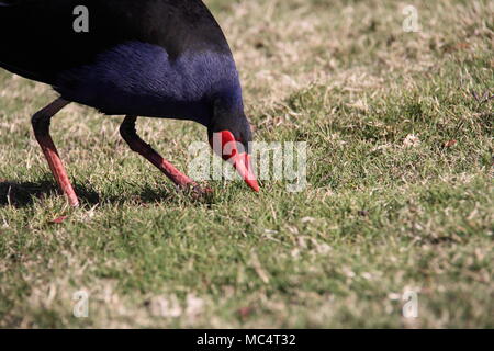 Australasian Purple Swamp Hen (Porphyrio Melanotus) Foraggio Foto Stock