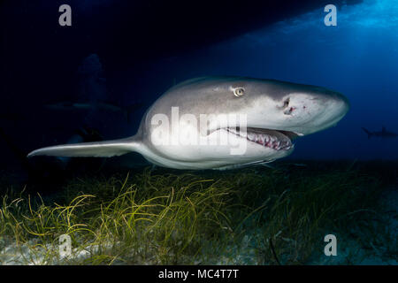 Lo squalo limone intorno alle Bahamas in Tiger Beach Foto Stock