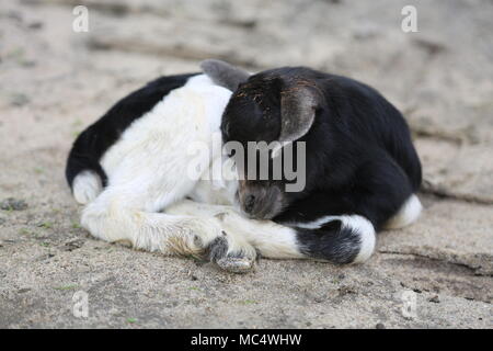 Assonnato, baby capra Foto Stock