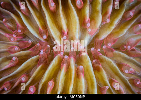 Dettaglio di un fungo di corallo, Fungia sp., crescendo nello stretto di Lembeh, Indonesia. Foto Stock