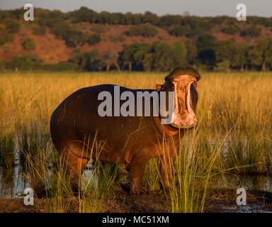 Chobe National Park, Kasane Botswana. 12/04/2018. Pic mostra: un lone ippopotamo apre la bocca ampia nella luce della sera nel Chobe National Par Foto Stock