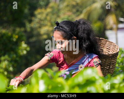 Ritratto orizzontale di una signora di prelevare le foglie di tè in una piantagione di tè in Nuwara Eliya, Sri Lanka. Foto Stock