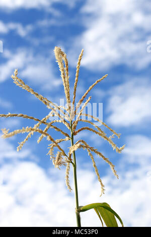 Infiorescenza staminifera di mais contro il cielo Foto Stock