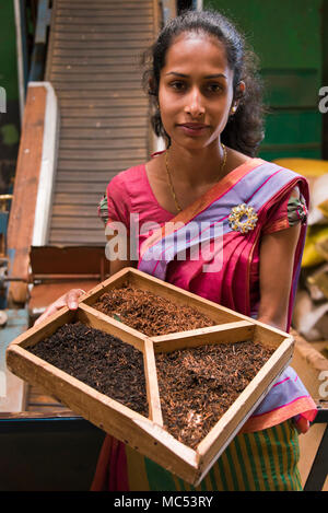 Ritratto verticale di un lavoratore di sesso femminile che all'interno di una piantagione di tè in fabbrica a Nuwara Eliya, Sri Lanka. Foto Stock