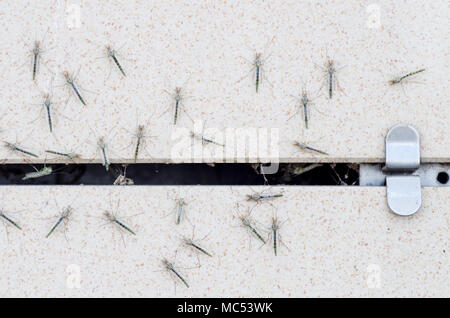 Un gregge di insetti vicino sul muro di una casa Foto Stock