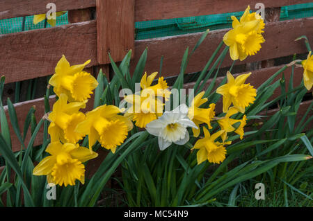 Intrico di Narcisi (Daffodil) naturlised in un prato. Foto Stock