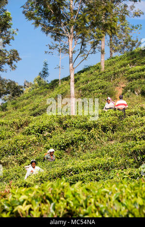 Vista verticale dei lavoratori raccolta di foglie di tè su una piantagione in Nuwara Eliya, Sri Lanka. Foto Stock
