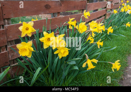 Intrico di Narcisi (Daffodil) naturlised in un prato. Foto Stock