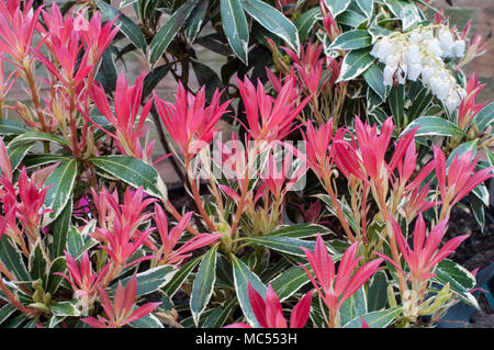 Pieris 'Flaming Silver' con foglie rosse e fiori bianchi a forma di urna in primavera. Growen in terreno acido è un perenne sempreverde che è gelido duro. Foto Stock