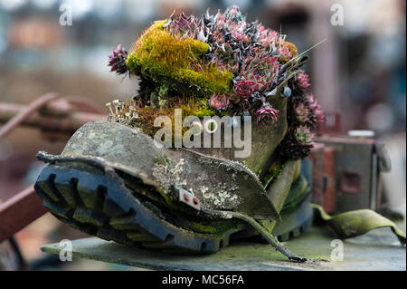 Antique collector's home con incredibile e storici interessanti pezzi di antiquariato in tutta la sua casa e cortile anteriore con vecchio boot con fiori che crescono in esso. Foto Stock