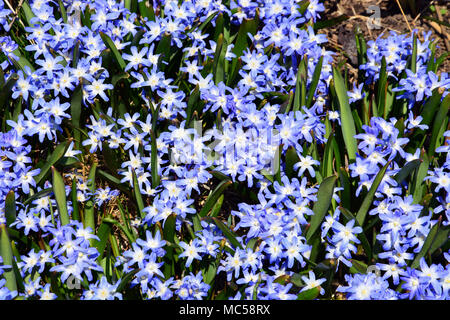 Gloria della neve fiori di primavera, anche noto come blu gigante, emergono nel giardino Lurie, parte di Chicago del centro Millennium Park. Foto Stock