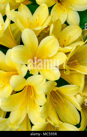 Clivia, Amaryllidaceae, Clivia miniata, Kaffir Lily, Cypress Garden, Mill Valley, California Foto Stock