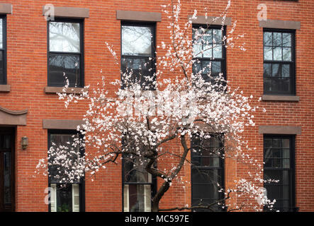 Bianco Fiori Ciliegio (Prunus avium) fiorire su un giovane albero a Brooklyn Heights, New York Foto Stock