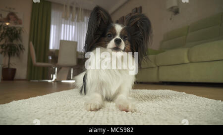 Cane Papillon giace sul tappeto nel soggiorno Foto Stock